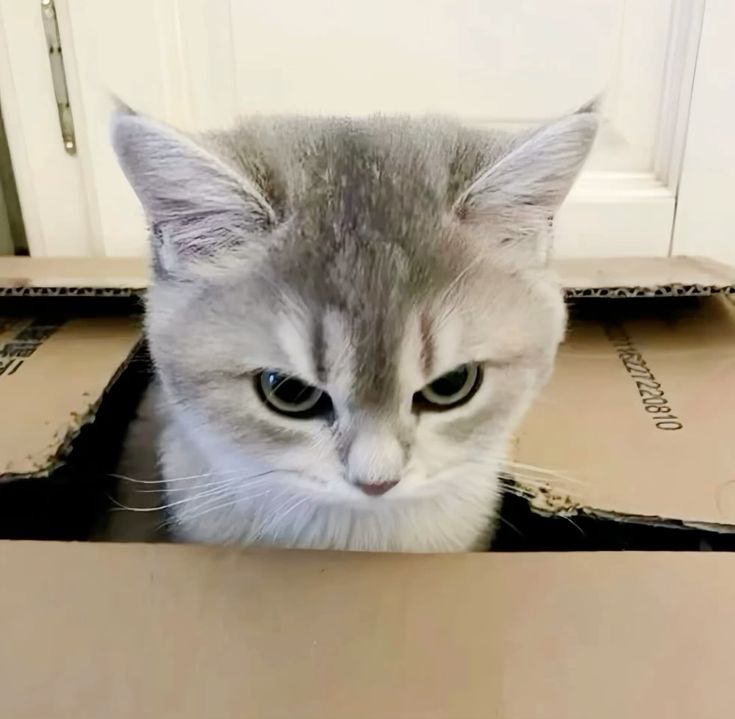 Avatar Mèo Ngáo 8