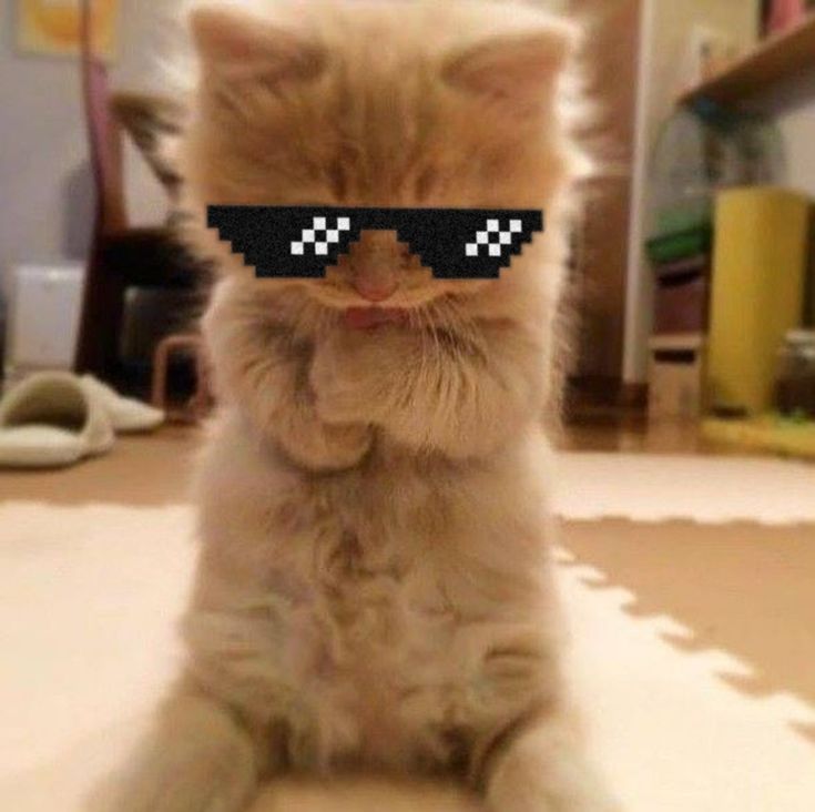 Avatar Mèo Ngáo 4
