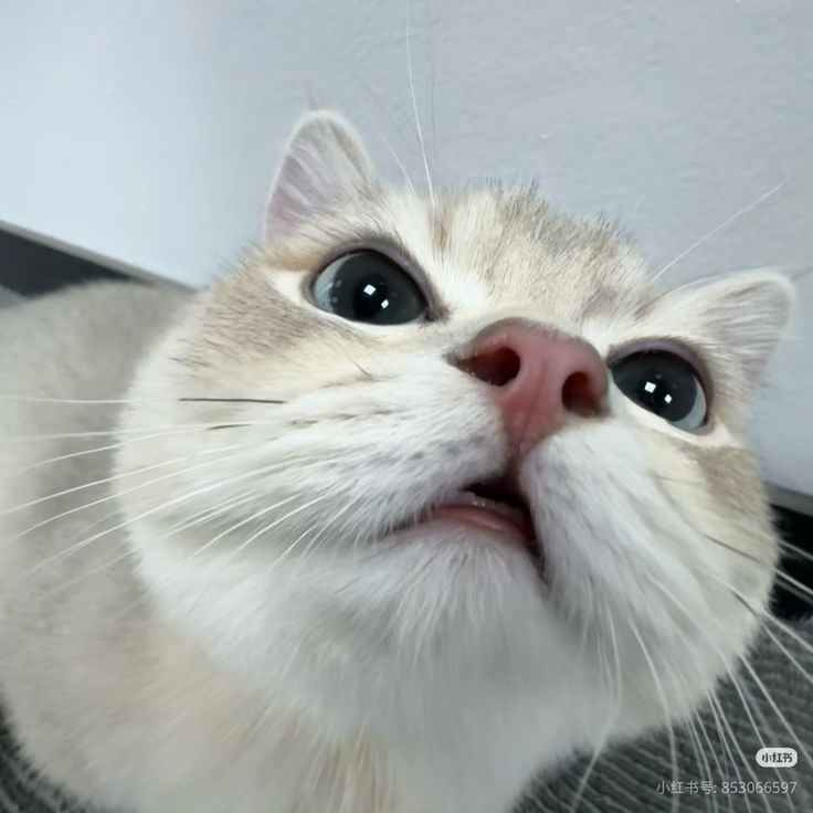 Avatar Mèo Ngáo 2