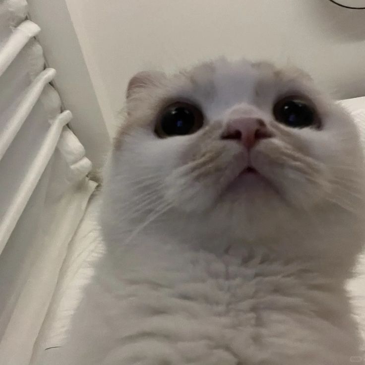 Avatar Mèo Ngáo 9