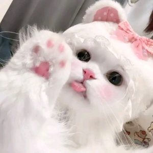 199+ Avatar Mèo Ngáo Hài Hước Độc Đáo Cho Dân Mạng Sành Điệu