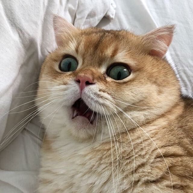 Avatar Mèo Ngáo 3