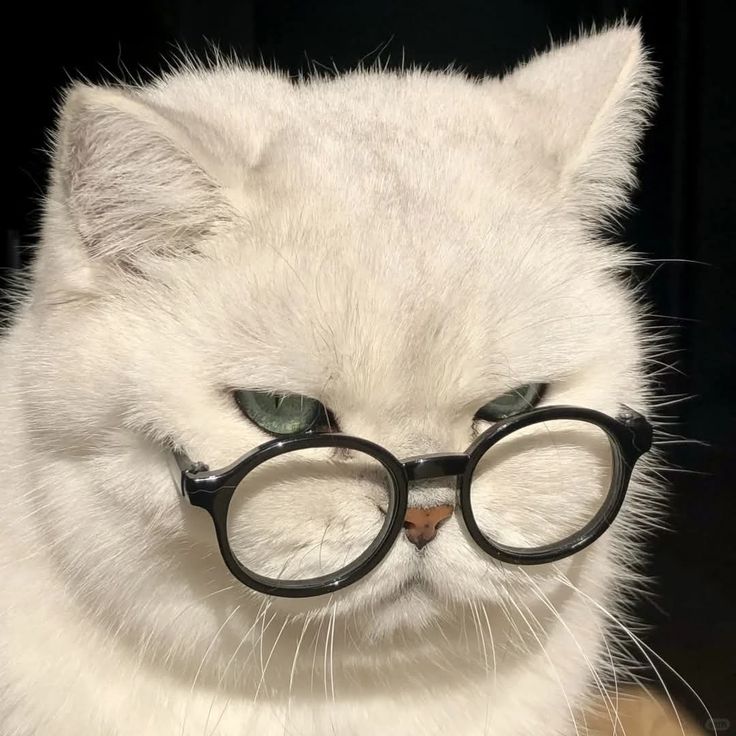 Avatar Mèo Ngầu 7