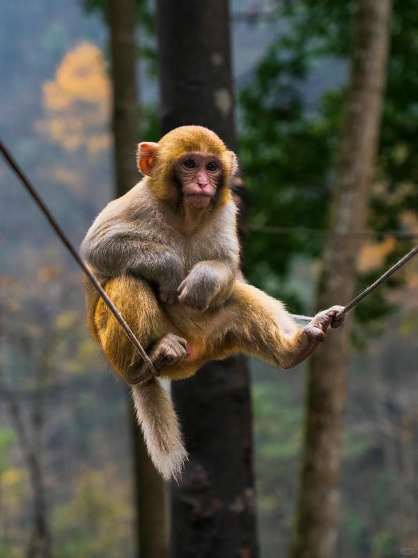 ảnh con khỉ 32