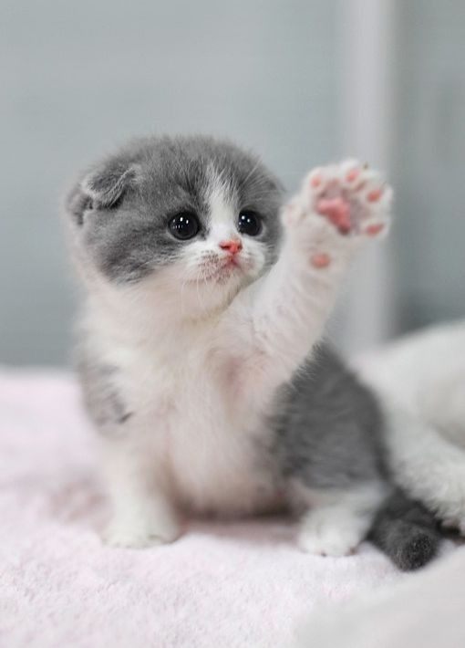 Hình Ảnh Con Mèo Cute 6