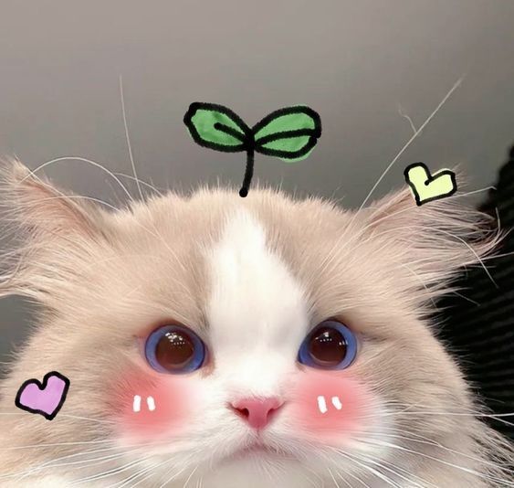 Hình Ảnh Con Mèo Cute 14