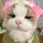 99+ Hình Ảnh Con Mèo Cute Khiến Trái Tim Tan Chảy