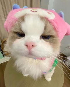 99+ Hình Ảnh Con Mèo Cute Khiến Trái Tim Tan Chảy