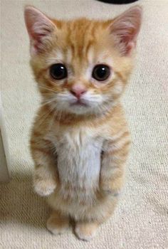 Hình Ảnh Con Mèo Cute 17