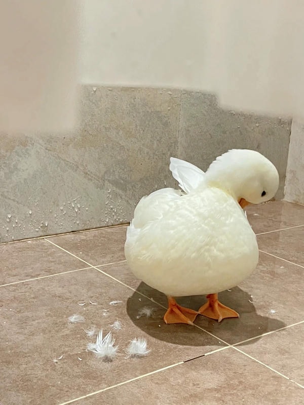 ảnh con vịt 28