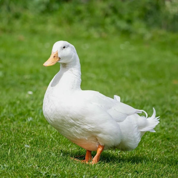 ảnh con vịt 7