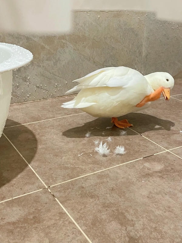 ảnh con vịt 9