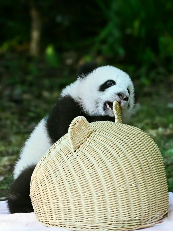 Hình ảnh gấu trúc 14