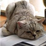 119+ Hình Ảnh Mệt Mỏi: Biểu Cảm Chân Thực Của Cuộc Sống