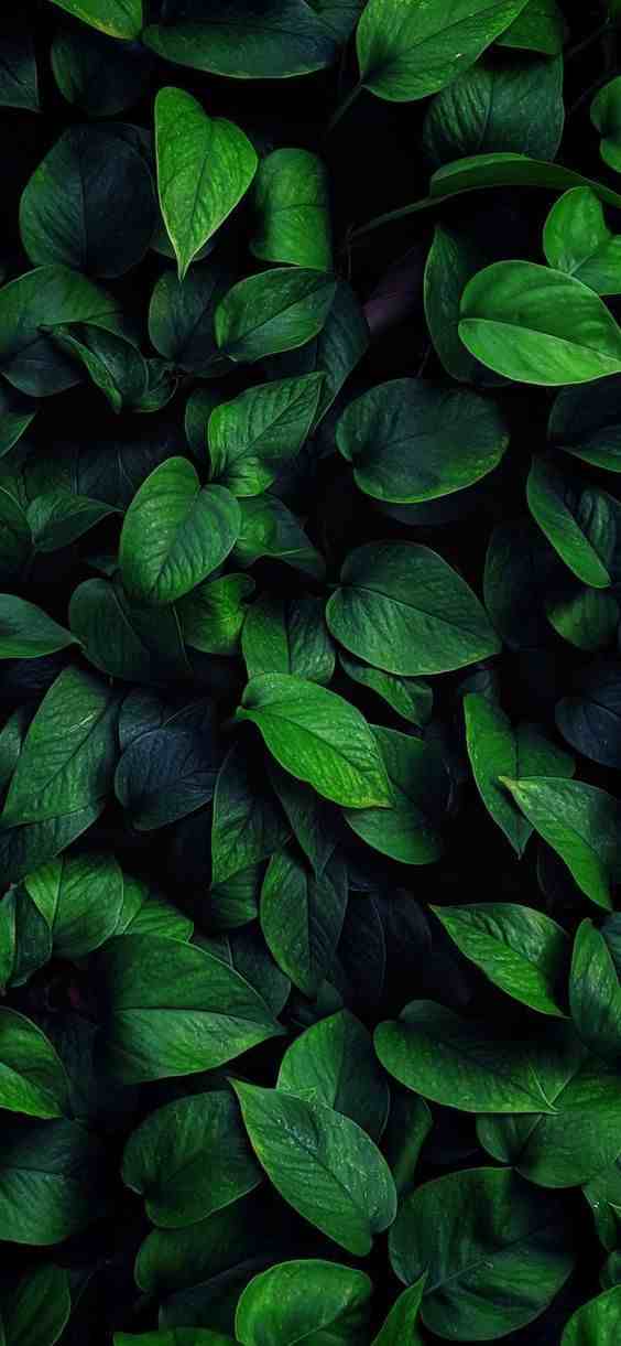 Hình nền đẹp ngầu 4