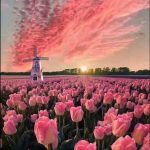 189+ Hình nền hoa tulip chill làm rung động mọi trái tim