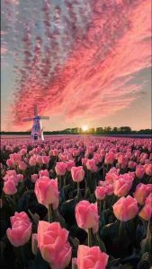 189+ Hình nền hoa tulip chill làm rung động mọi trái tim