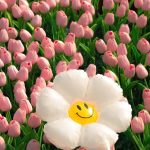 199+ Hình Nền iPhone Đẹp Cute: Làm Mới Dế Yêu Của Bạn Ngay Hôm Nay!