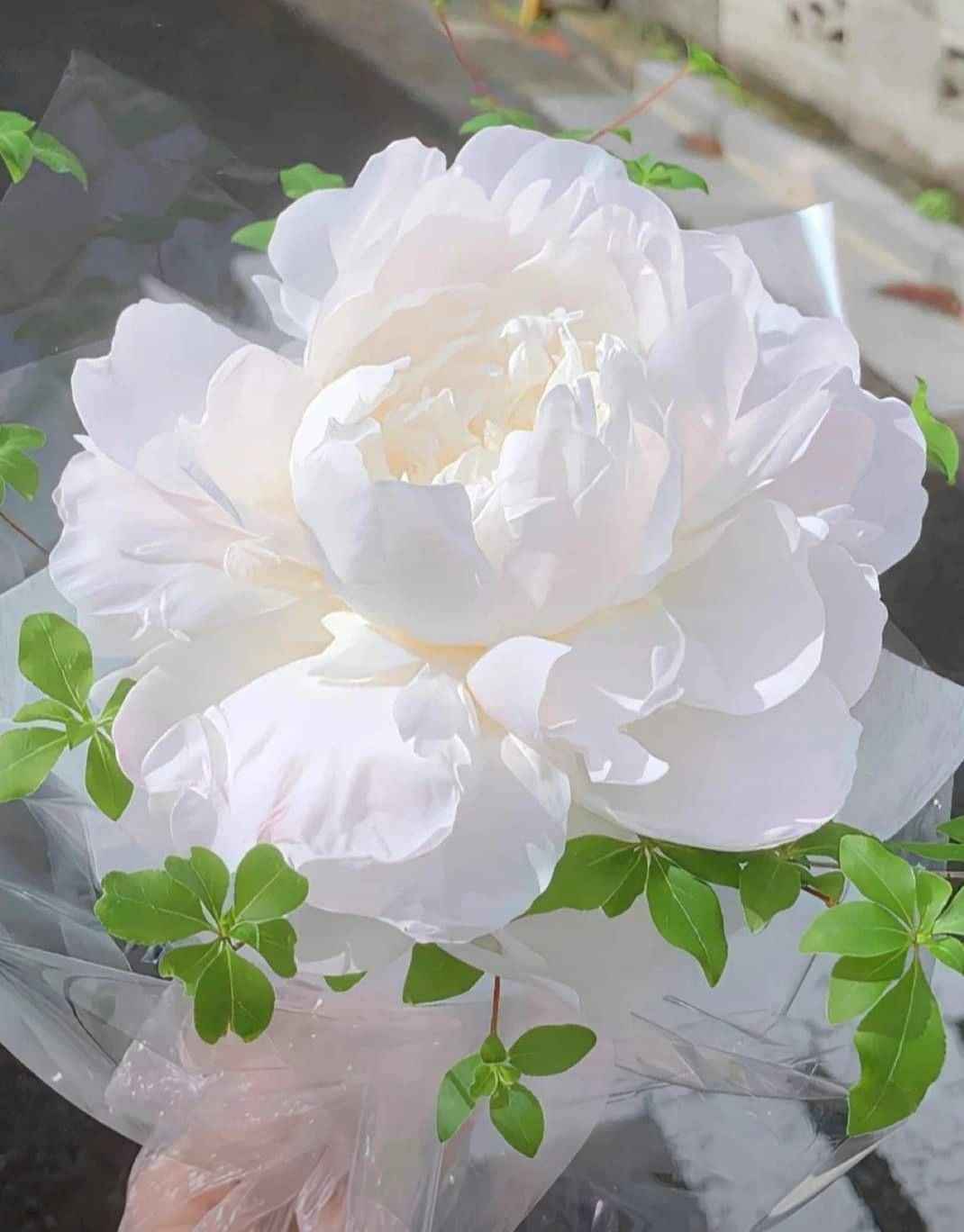 Hoa Mẫu Đơn 13