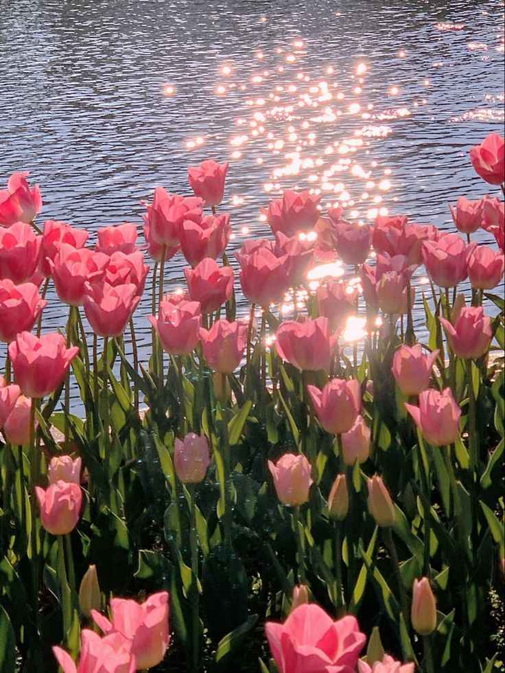 Hoa Tulip 4