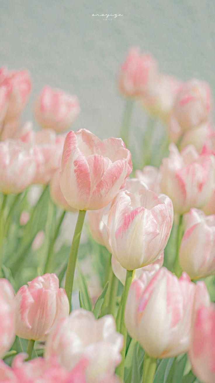 Hoa Tulip 7