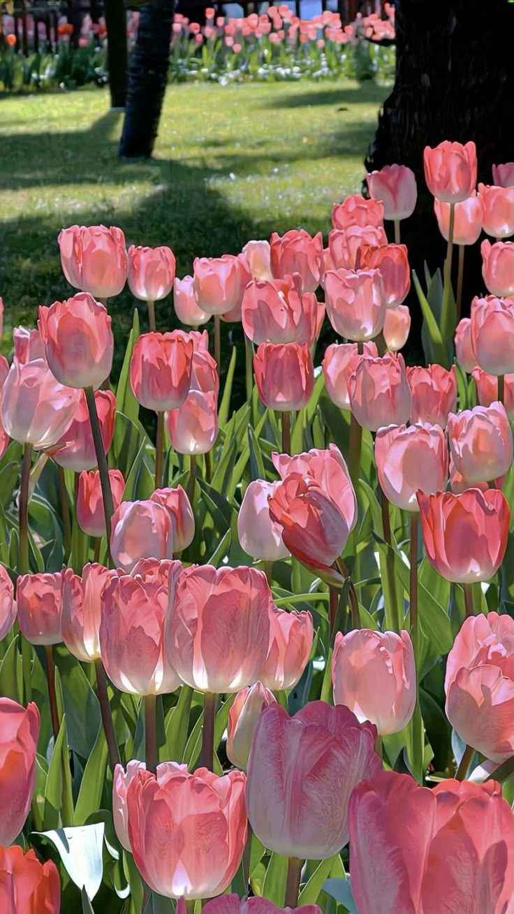 Hoa Tulip 9