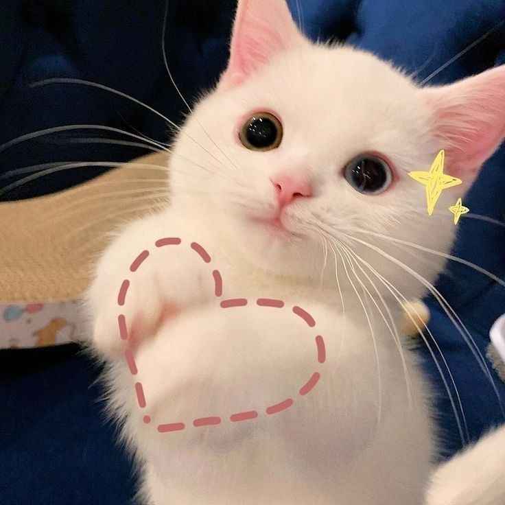 Meme Dễ Thương 12