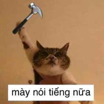 Meme mèo bựa 11