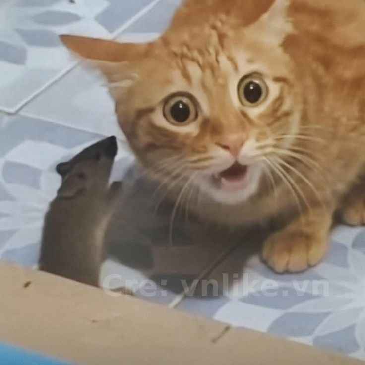 Meme mèo bựa 15
