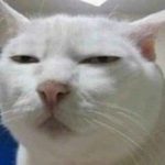 Hơn 199+ Meme Mèo Bựa Khiến Bạn Cười Ra Nước Mắt