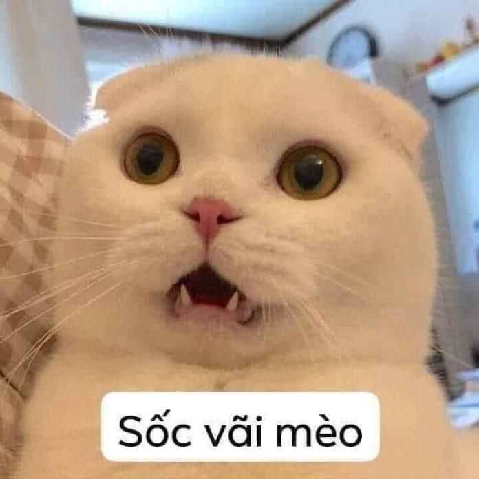 Meme mèo bựa 4