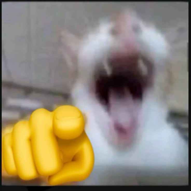 Meme mèo bựa 7