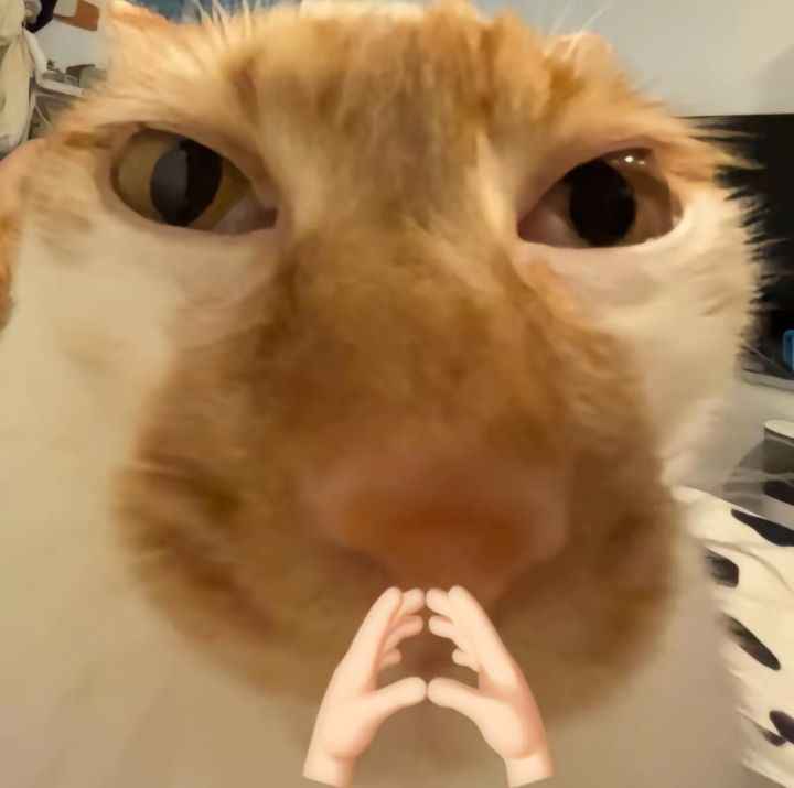 Meme mèo cười 8