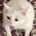 169+ Meme Mèo Cười Sẽ Làm Bạn Cười Ra Nước Mắt