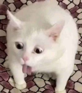 169+ Meme Mèo Cười Sẽ Làm Bạn Cười Ra Nước Mắt
