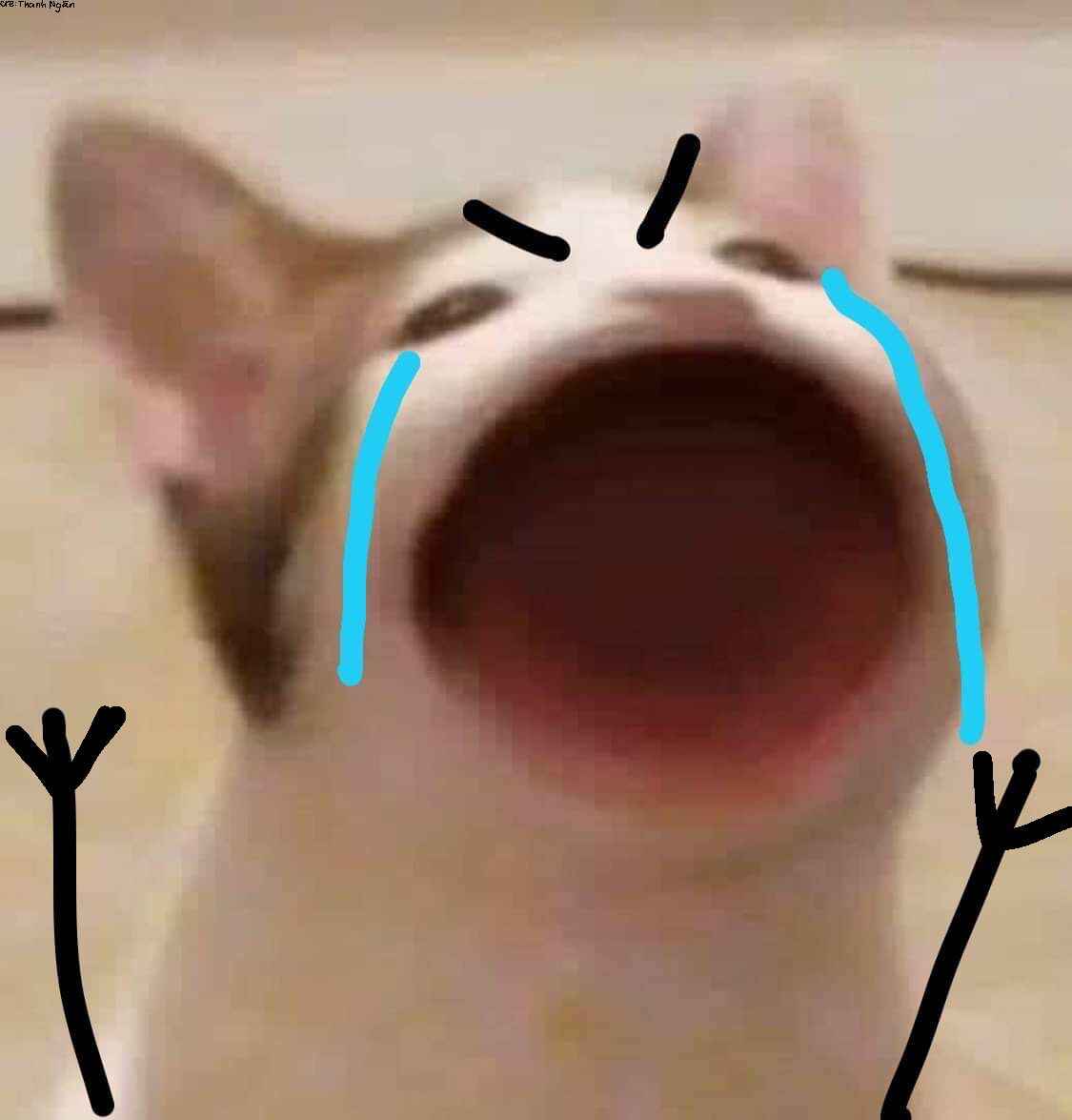 Meme mèo khóc 11