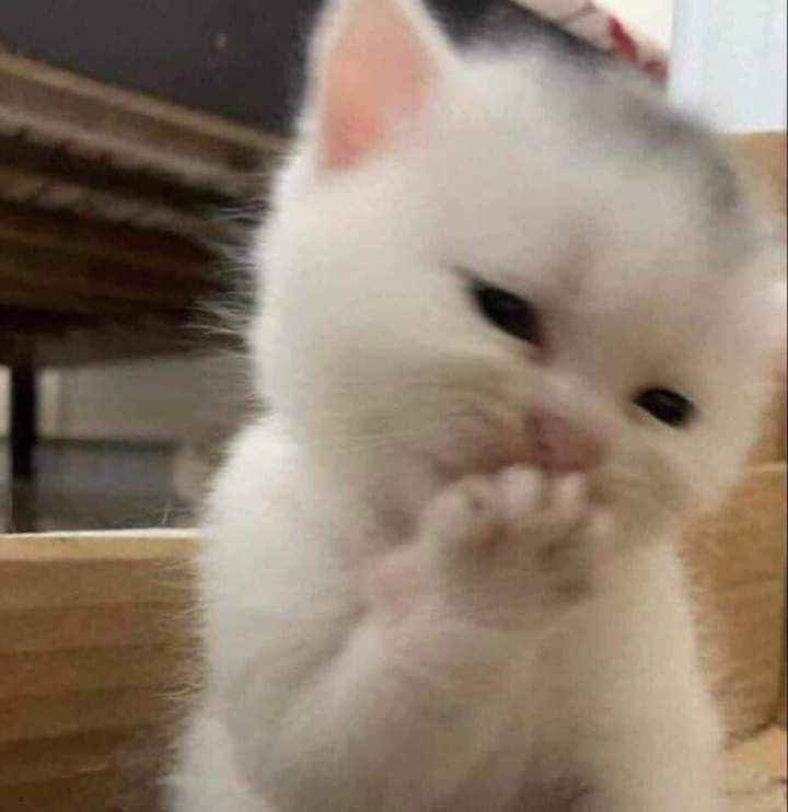 Meme ngại 6