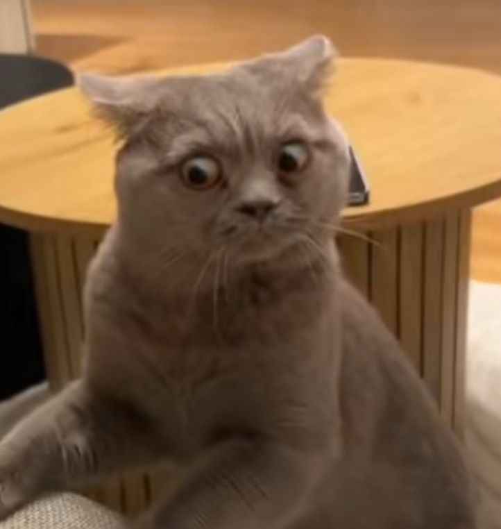 Meme sợ hãi 15