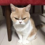 169+ Meme Tức Giận: Khi Cảm Xúc Bùng Nổ Trên Mạng Xã Hội