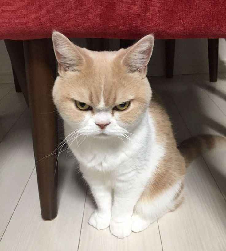 Meme tức giận 1