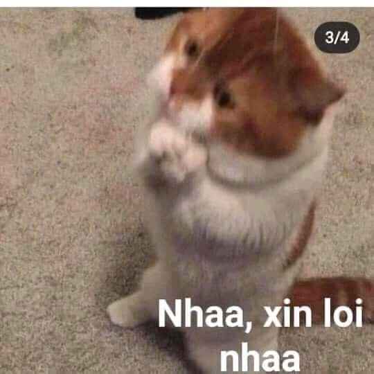Meme xin lỗi 13