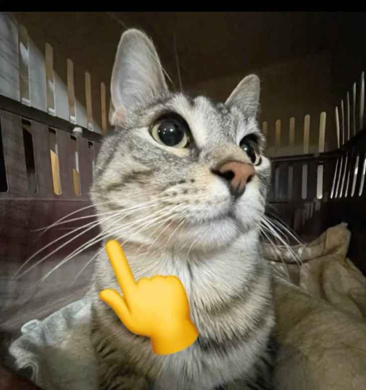 Mewing Meme 8