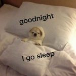 199+ Ngủ Ngon Meme Hài Hước Đảm Bảo Bạn Cười Không Ngớt