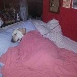 189+ Sleep Meme Hài Hước Khiến Bạn Ngả Ngửa