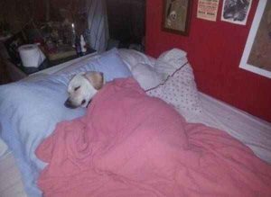 189+ Sleep Meme Hài Hước Khiến Bạn Ngả Ngửa