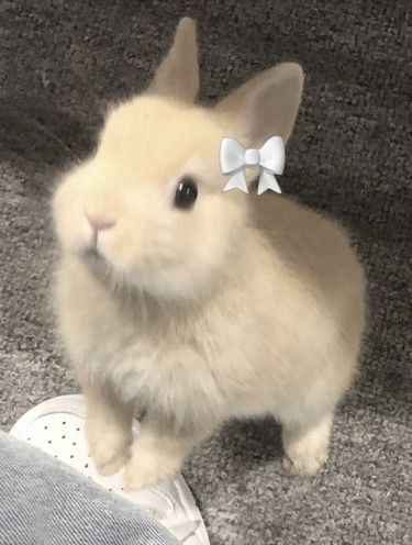 Hình nền cute 1