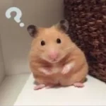 119+ Ảnh Hamster Meme Gây Bão Mạng Xã Hội, Xem Là Cười