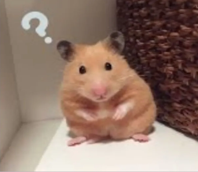 ảnh hamster meme 1