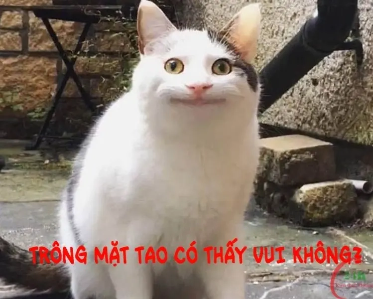 ảnh meme bất lực 11
