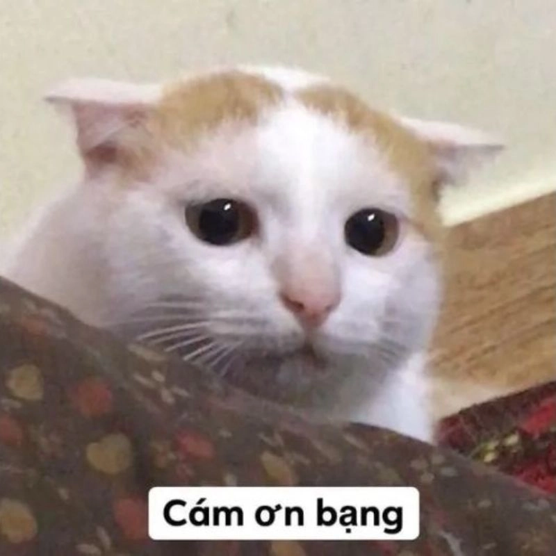ảnh meme cảm ơn 12